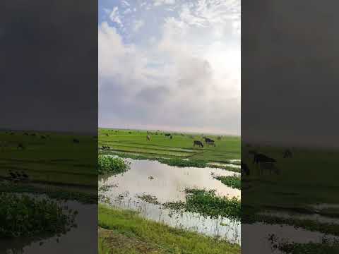 মন নরম রাখতে বেশী বেশী কবরের চিন্তা করেন #shorts #waz #islamicstatus #abutohamohammadadnan