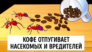 Как избавиться от муравьев в доме раз и навсегда