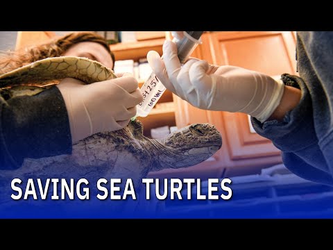 Play Video about Saving Sea Turtles