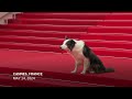 Messi, the dog from Anatomy of a Fall, arrives at Cannes Film Festival  - 00:23 min - News - Video