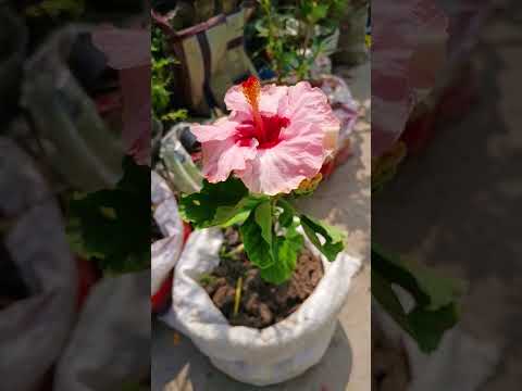 #flower #music #love