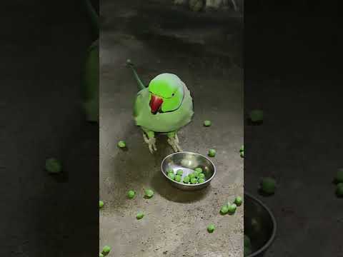 mithu billi kaise bulayenge 🐈😺 #talkingparot #petbird #funny #nonstoptalkingparrot #cat #talking