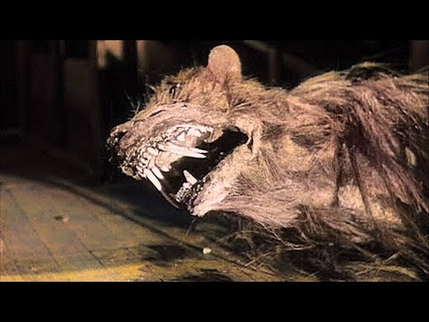 All that was left after... The Killer Shrews (1959) Horror, Sci-Fi Full Movie