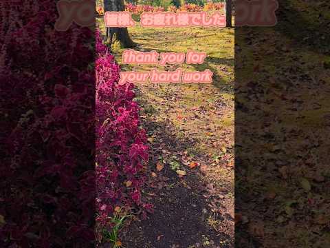 お疲れ様です。#shorts