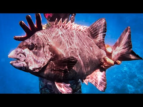 遂に怪物級の魚が！！仕留める瞬間がエグすぎる。。。