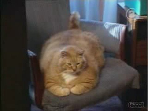 El Gato mas grande del mundo - YouTube