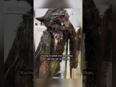 kucing ini pasrah di mandi kan #shorts #short