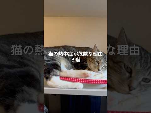 猫の動画サムネイル - 猫の熱中症が危険な理由3選 #猫 #ねこ #猫のいる暮らし #ねこのいる生活 #保護猫 #猫動画 #猫好きさんと繋がりたい #猫のいる生活 #猫のいる生活 #猫好き VOICEVOX:ずんだもん