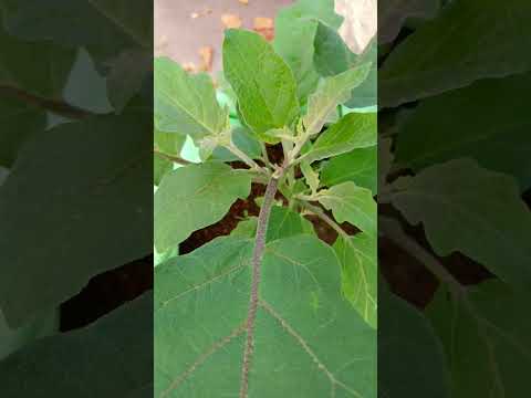 brinjal 🍆 || #garden #terrace #trending #shorts #fyp #plants #vegetables #yt #fyp