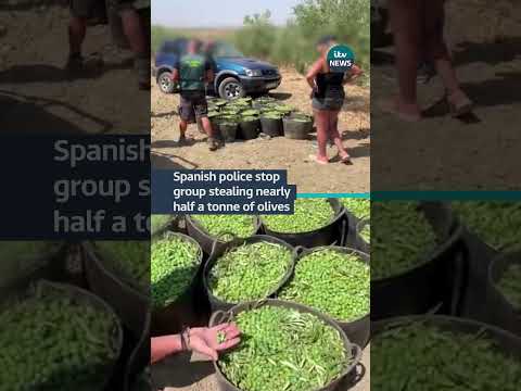 Spanish authorities prevented the theft of 465kg of olives #itvnews #spain