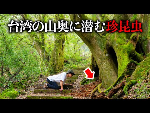 台湾で2時間の山登りの先にいる【あのクワガタ】を探せ