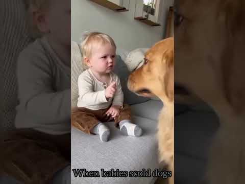 What happens when babies scold dogs part 3
