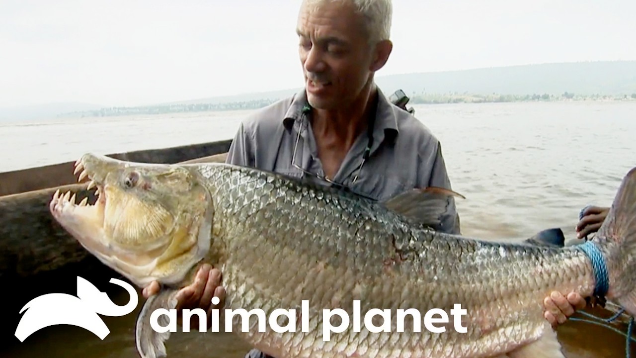 Africa's Deadliest River Creatures | River Monsters | Animal Planet