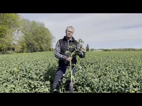 Del 5: Köldknäpp och rapsbaggar