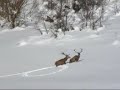 Lupi a caccia di cervi nell'innevato Parco Nazionale d'Abruzzo