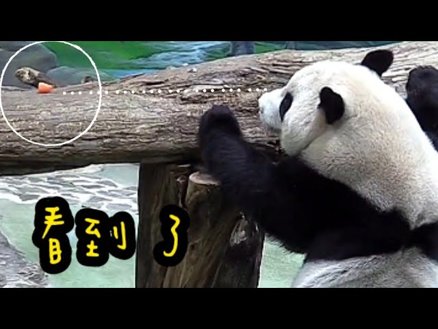 圓寶到處找點心，圓寶東張西望好可愛|熊貓貓熊The Giant Panda Yuan Yuan and Yuan Bao|台北市立動物園