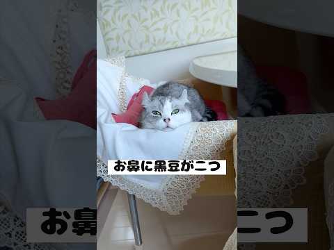 兄猫の顎乗せで寝る姿があざとくて可愛すぎる