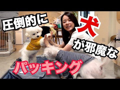 【安定の当日パッキング】圧倒的に犬が邪魔なパッキング!!