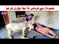 Number daar Ne Qurbani Eid Ka Laila Chori Kr Lia Funny Video  Most Comedy Video  You Tv Hd 2025