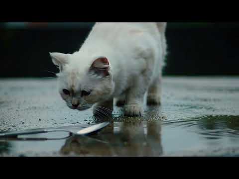 She Still Waits at the Usual Place #cats #cat #cute #kitten