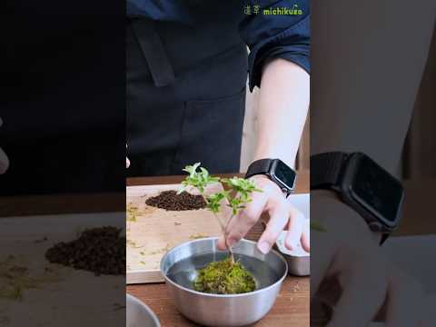 初心者向け育つ苔玉の作り方