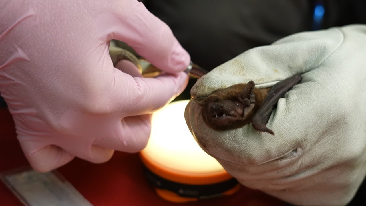Uncovering the Secret Lives of Urban Bats | 24 Hours With | BBC Earth