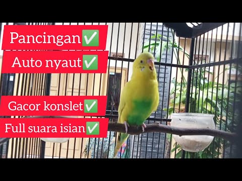 Pancingan burung parkit PALING AMPUH