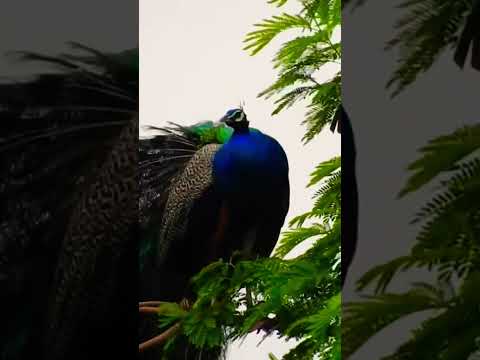peacock calling early morning #birds #peacock #peacockdance #animals #birdcall #shorts