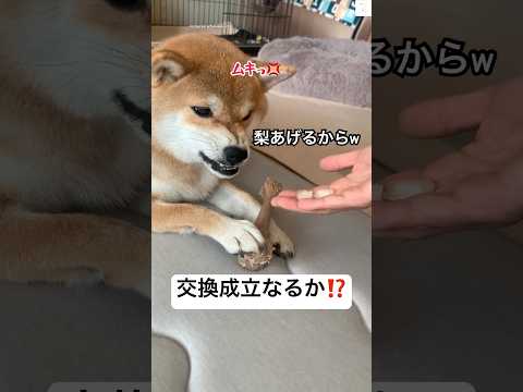 柴犬と物々交換に挑戦！ユーモアと愛らしい瞬間を楽しもう サムネイル