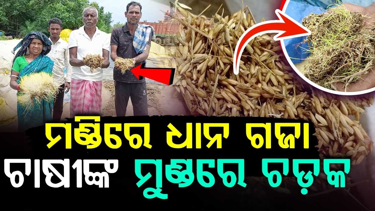 ମଣ୍ଡିରେ ଧାନ ଗଜା... | Sprouted Paddy in Mandi Due to Heavy Rain & Neglect | Kalahandi | Argus News