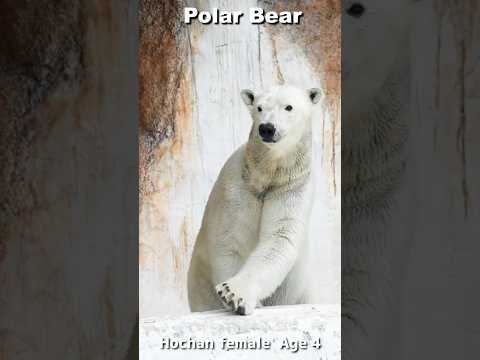 おもしろダイブ!ホッキョクグマ「ホウちゃん」#Polarbear #shorts
