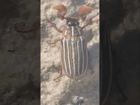 A living Ten-lined June Beetle (Polyphylla decemlineata)