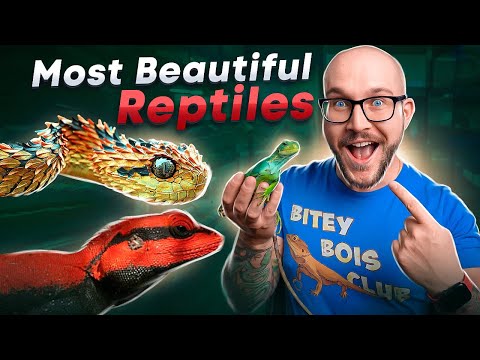 The Worlds' 5 Most Beautiful Reptiles YOU Have Nev The world is full of beautiful creatures but what if I told you the most beautiful are reptile speci