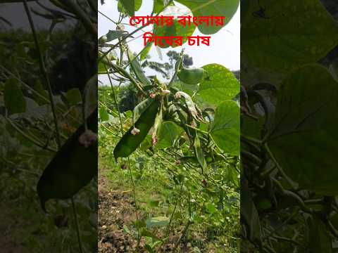 সোনার বাংলাদেশ কি সুন্দর করে শিমের চাষ প্রচুর শিম#nature #villagelife #village