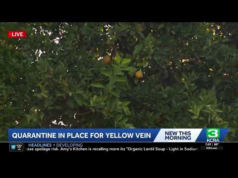 Citrus yellow vein clearing virus detected in San Joaquin County for first time