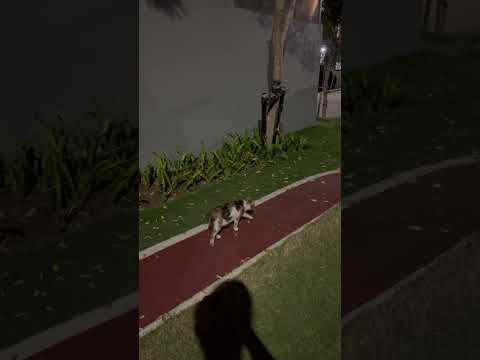 Kucing Alana Mau Tarung Sama Siapa? #cat #nizamkucinglucu #funny #貓咪日常 #cute #imut #貓 #kitten