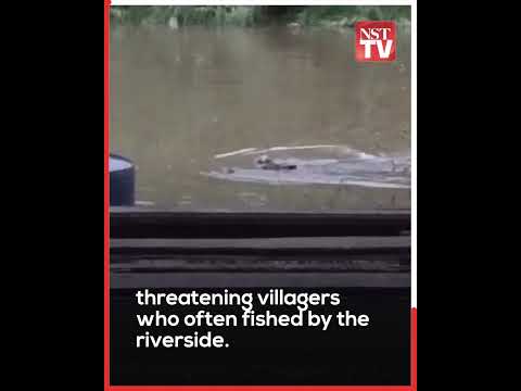 60-year-old, one-tonne crocodile caught in Tawau river after near attack