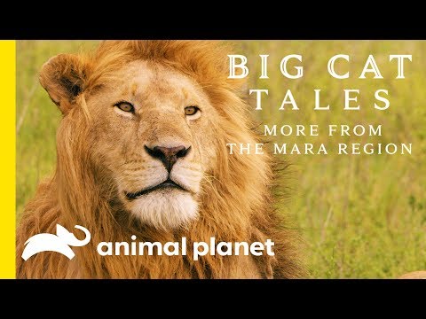 Big Cat Tales'