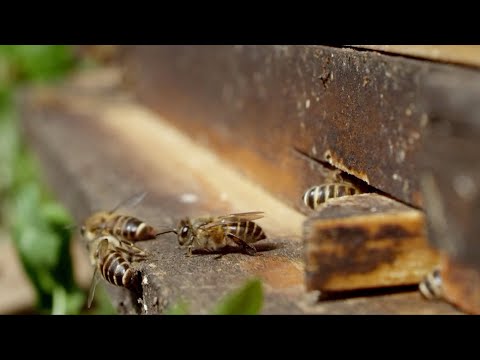 China's Shennongjia protects eastern honey bees, boosts bee farming