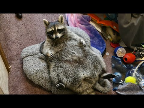 Tigger The Raccoon Wrestling & playing ❤️🦝