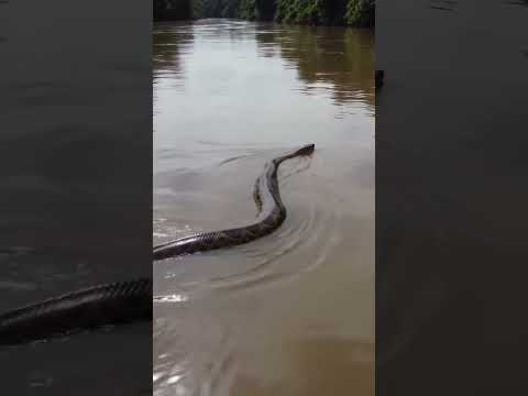 MASSIVE Anaconda Spotted From Drone! Amazon Monster 🐍