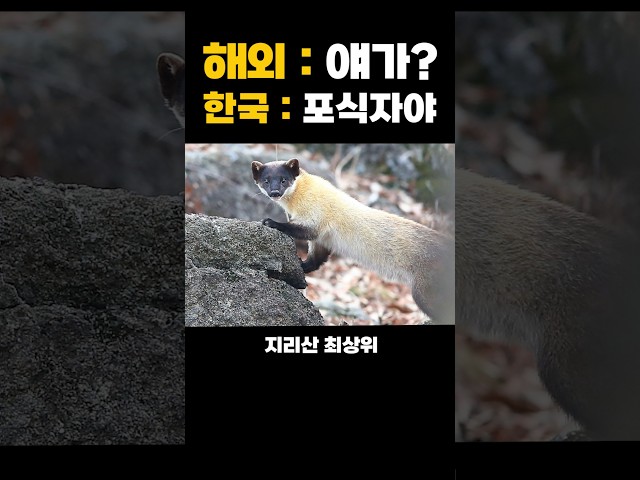 한국 생태계 최상위 포식자인 담비의 지리산 영역 지배력 클라스