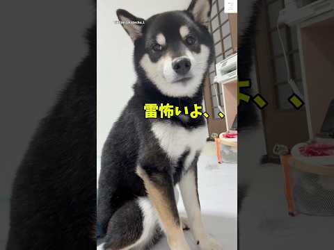 黒柴とママの雷にビビる様子と癒しのひととき サムネイル