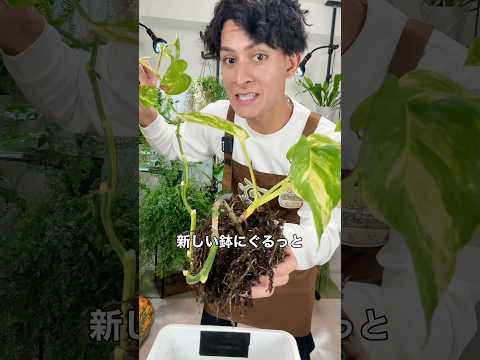 ヒョロ長ポトス⇨簡単元気に育て直し☺️🪴|そらベジ🥝 #観葉植物 #育て方 #ポトス