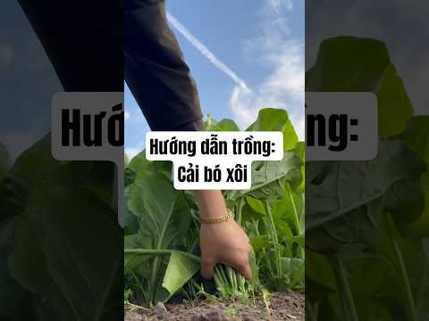 Hướng dẫn trồng: Cải bó xôi Turkana - Rạng Đông Seeds #hatgiongrangdong #rangdongseeds
