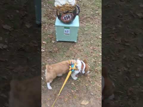 jack o lantern walk with gimlicious! #corgi #puppy #pets #shorts #cute #dog #halloween
