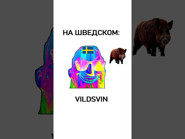 Мем про кабана