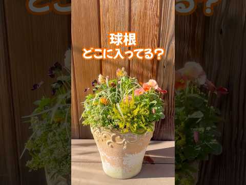 ＼寄せ植え／豪華なフリンジ入りチューリップが出てくる寄せ植え！ #ガーデニング #ワクワク寄せ植え #shorts