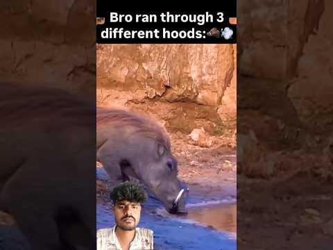 Tigeratack😲 #animals #tiger #power #crocodile #king #jungle #hook #hunter #short #shorts #shortsfeed