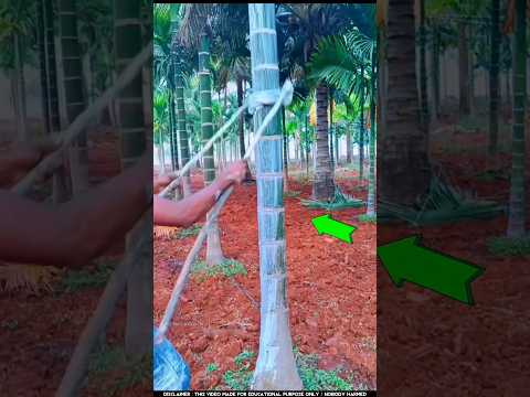 এই কৌশলে সুপারি ফলন বেশি হয় | betel nut farming